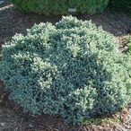   Himalája törpe boróka TARKA / Juniperus squamata 'Blue Star' Floriant 10/20 K2