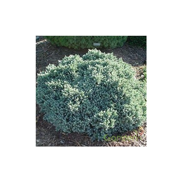 Himalája törpe boróka TARKA / Juniperus squamata 'Blue Star' Floriant 10/20 K2