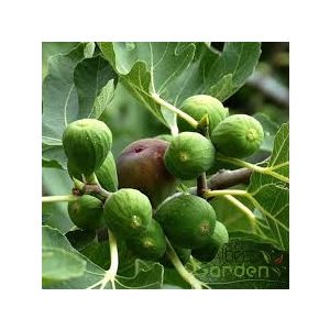 Közönséges füge / Ficus carica 40/60 K3