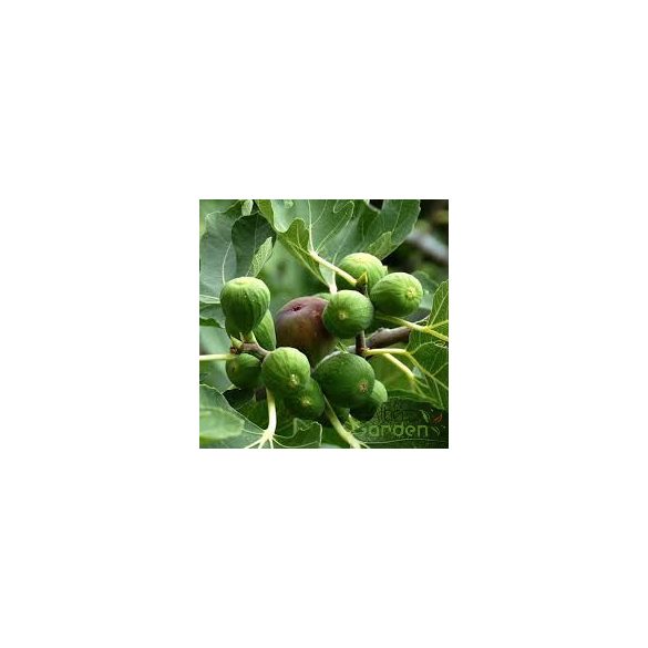 Közönséges füge / Ficus carica 40/60 K3