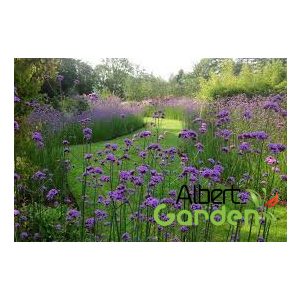 Ernyős verbéna (Vasfű) / Verbena bonariensis