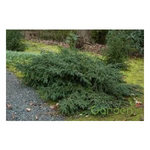 Zöld, terülő tiszafa / Taxus baccata 'Repandens '