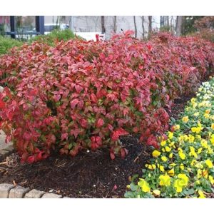 Japán szentfa / Nandina domestica 'Firepower' K5 40/+