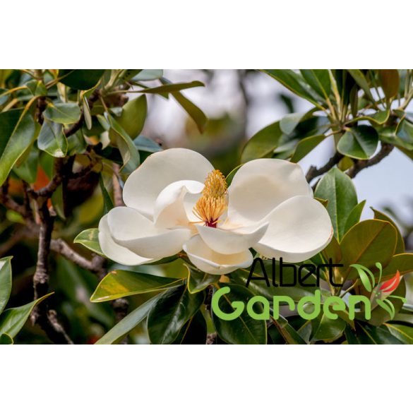 Örökzöld Liliomfa / Magnolia grandiflora Little Gem