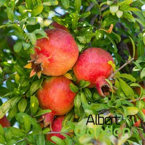 Termő Gránátalma / Punica Granatum 'Üzbég'