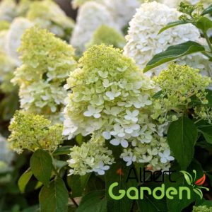 Bugás hortenzia / Hydrangea paniculata ‘Limelight’