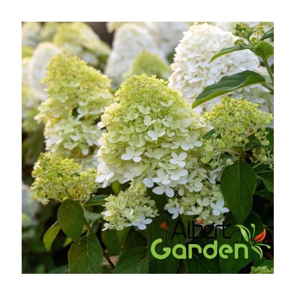 Bugás hortenzia / Hydrangea paniculata ‘Limelight’