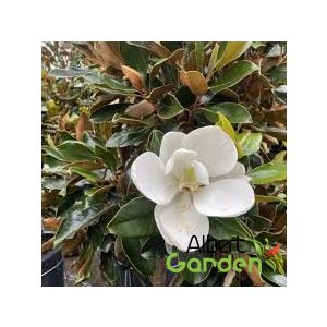 Örökzöld Liliomfa / Magnolia Gallissionensis K4