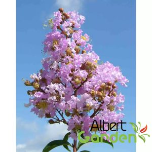 Kínai selyemmirtusz (Lilás Rózsaszín) / Lagerstroemia indica 'Apalachee'