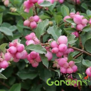 Hóbogyó (Rózsaszín) / Symphoricarpos x doorenbosii 'Magical Candy'®