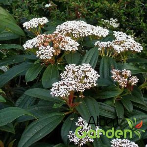 Fahéj levelű bangita /Viburnum cinnamomifolium 