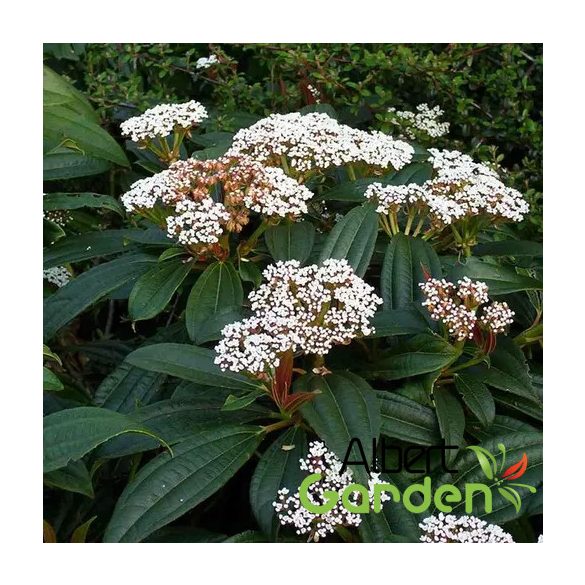 Fahéj levelű bangita /Viburnum cinnamomifolium 