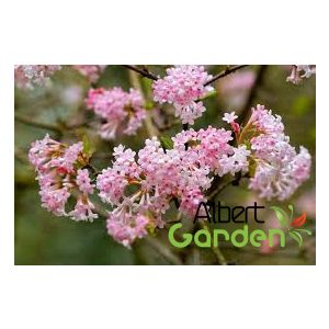 Kikeleti bangita / Viburnum bodnantense 'Dawn' 