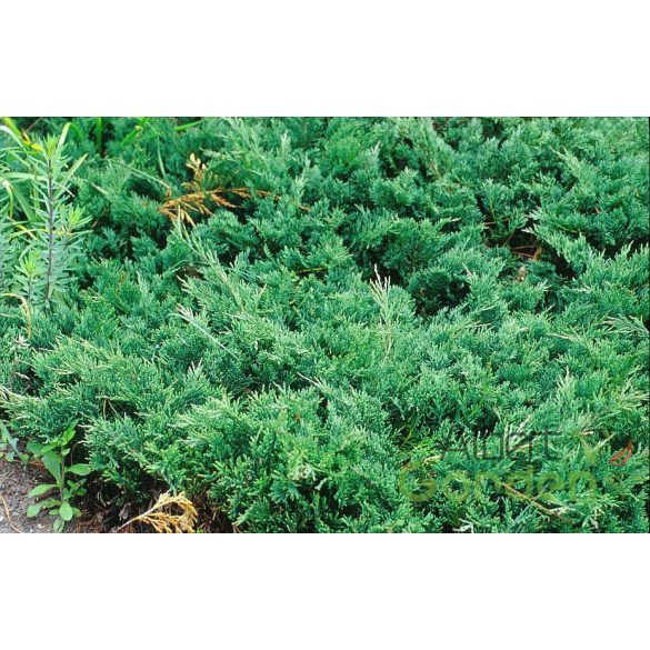 Kékderes terülő boróka / Juniperus horizontalis 'Douglasii' 30/40 K2