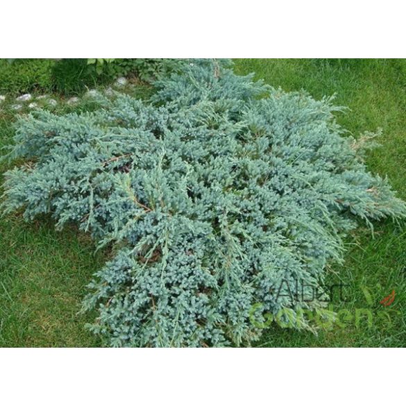 Kék kúszó boróka / Juniperus squamata 'Blue Carpet' 30/40 K2