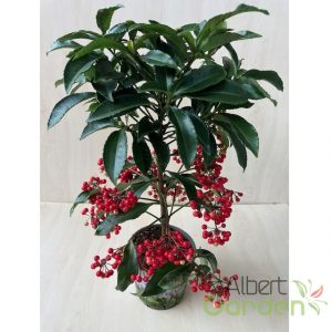 Csipkés csúcsvirág / Ardisia crenata