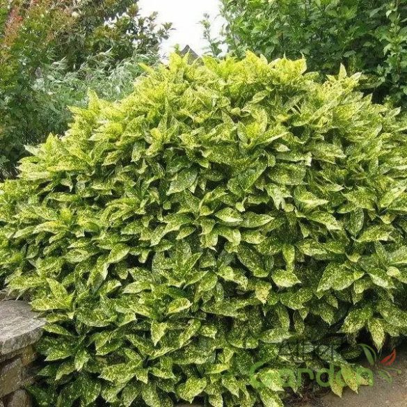 Japán babérsom / Aucuba japonica ‘Variegata’