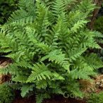 Pajzsika / Dryopteris