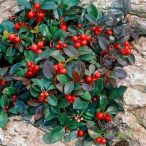 Kúszó Fajdbogyó / Gaultheria procumbens