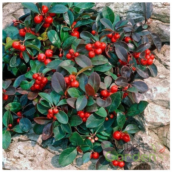 Kúszó Fajdbogyó / Gaultheria procumbens