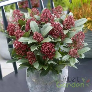 Dérbabér / Skimmia 