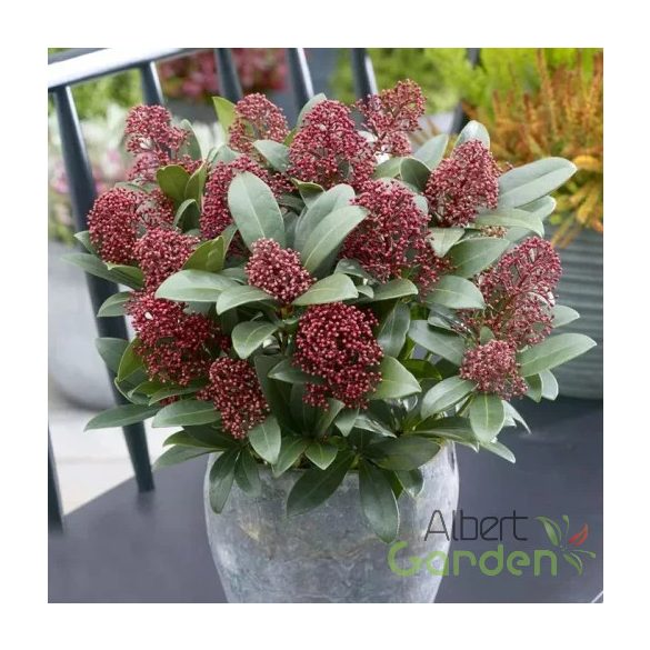 Dérbabér / Skimmia 