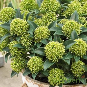 Japán dérbabér / Skimmia