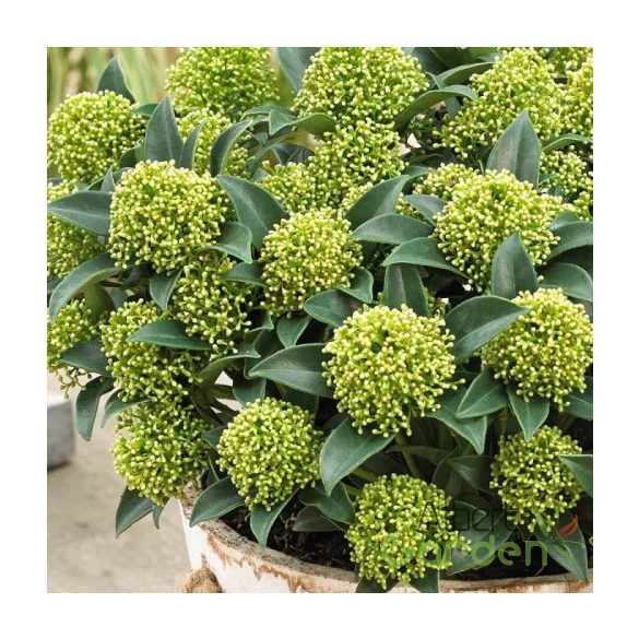 Japán dérbabér / Skimmia